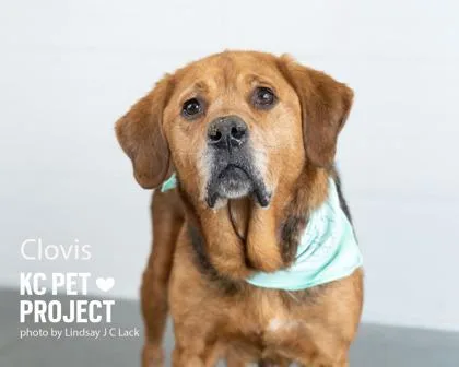 An adult large-sized female Brown / Chocolate Mixed Breed dog named Clovis for adoption in Kansas City, MO