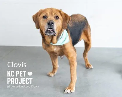 Clovis thumbnail 2