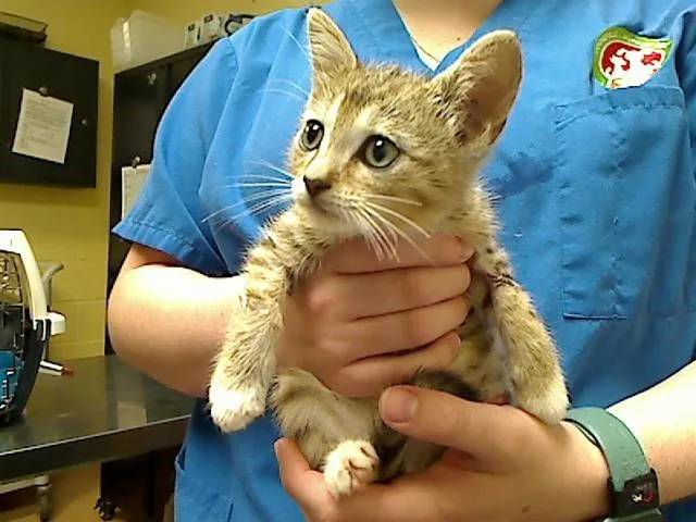 A baby medium-sized male Domestic Short Hair cat named Fly River for adoption in Cookeville, TN