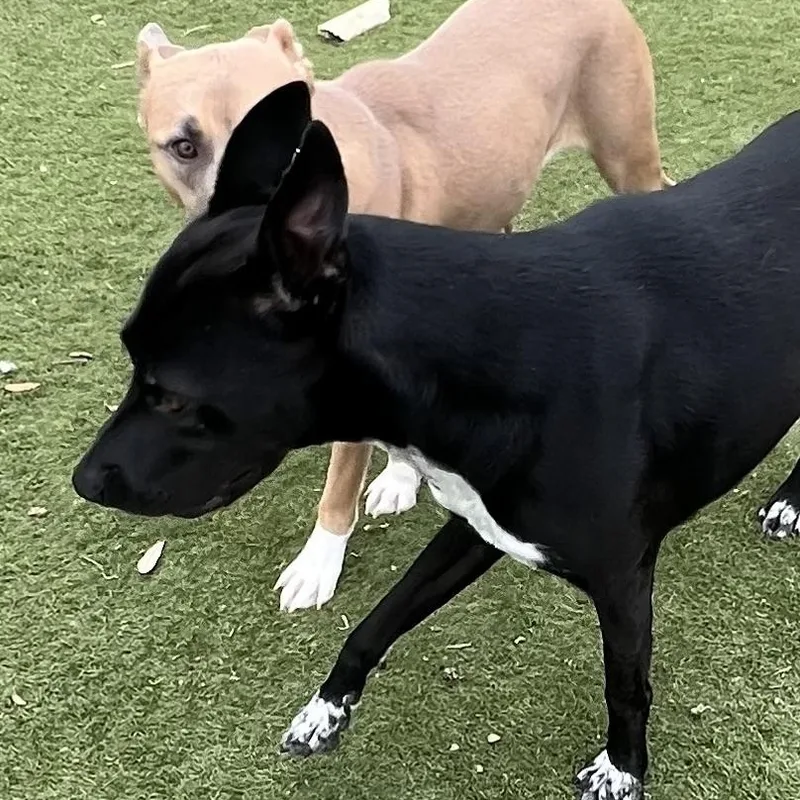 Jojo! The Perfect Gentleman! thumbnail 2