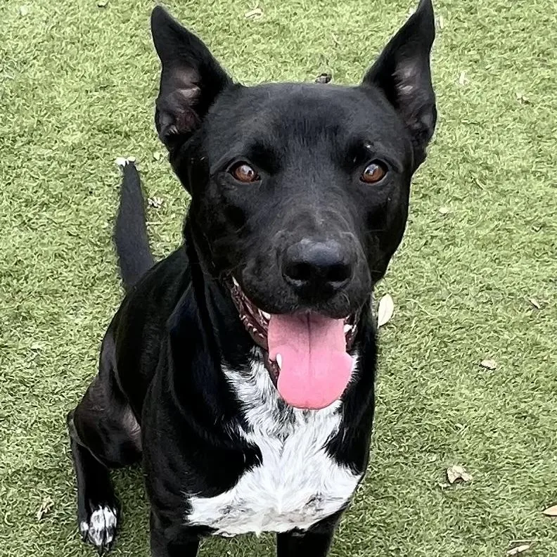 Jojo! The Perfect Gentleman!