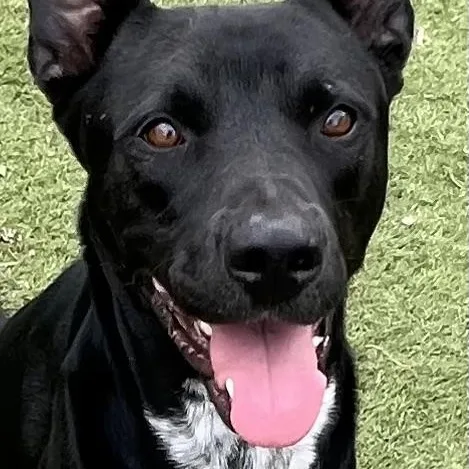 Jojo! The Perfect Gentleman! thumbnail 3