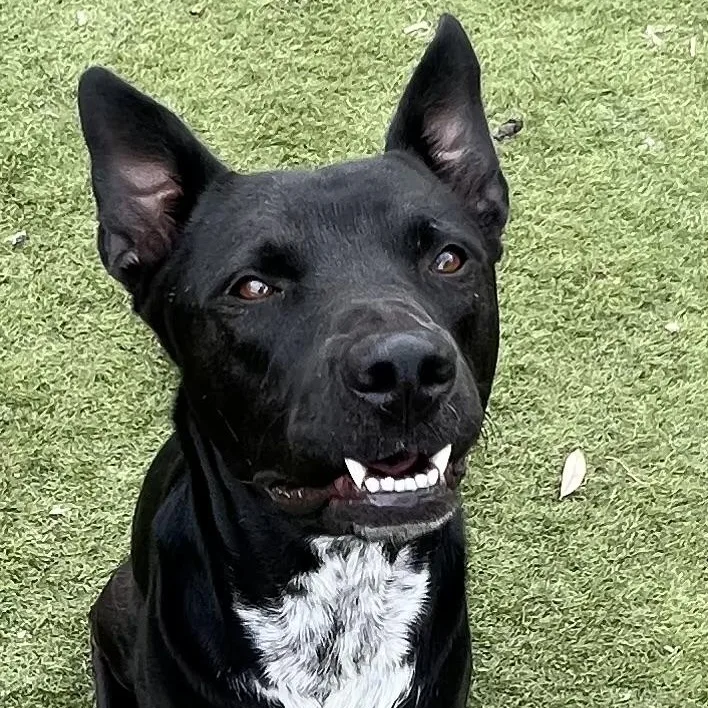 Jojo! The Perfect Gentleman! thumbnail 4