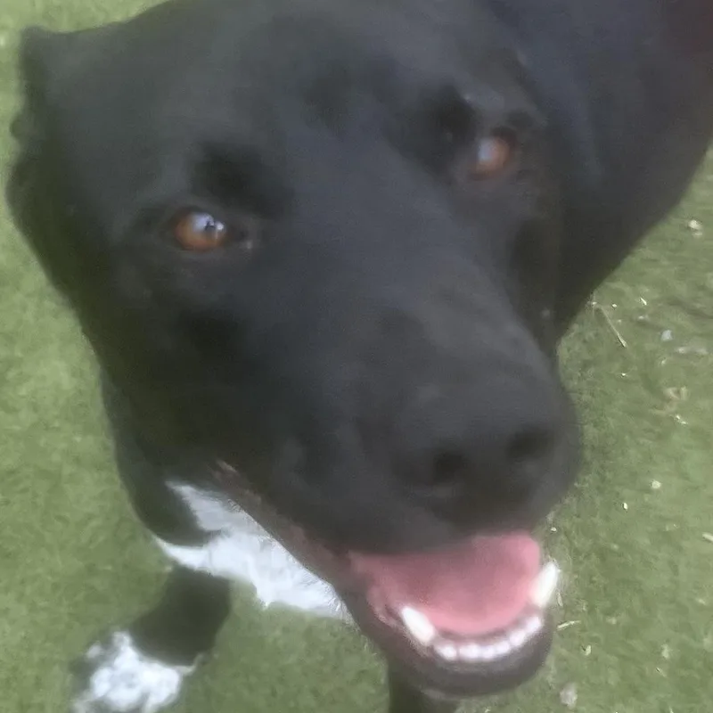 Jojo! The Perfect Gentleman! thumbnail 5