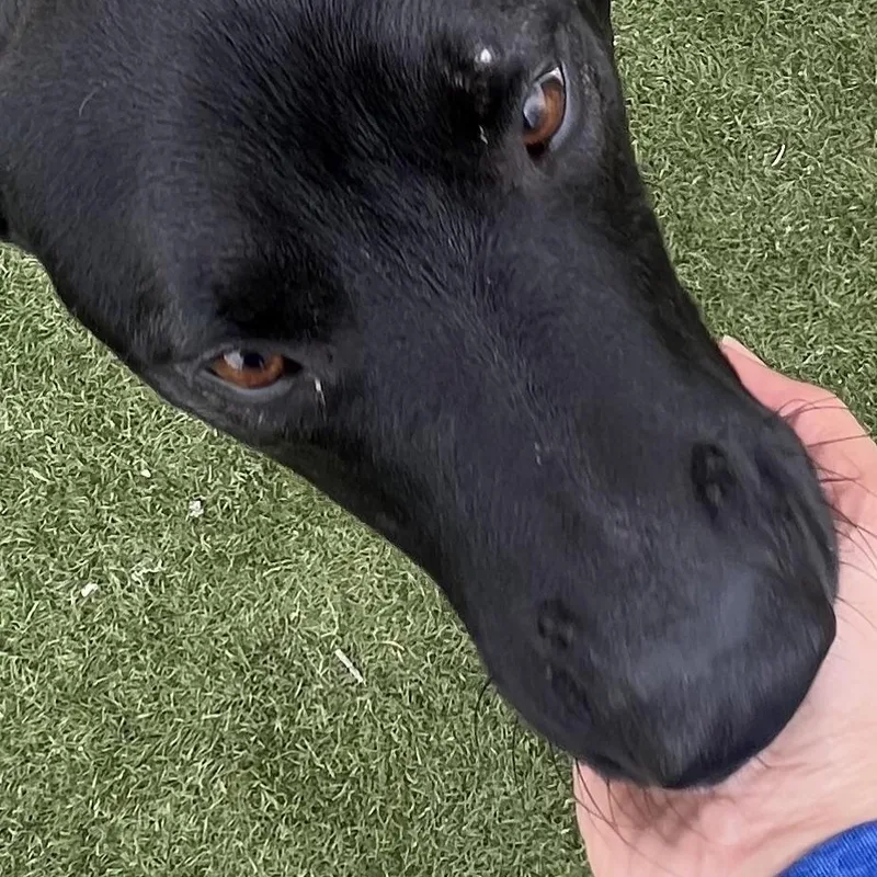 Jojo! The Perfect Gentleman! thumbnail 6