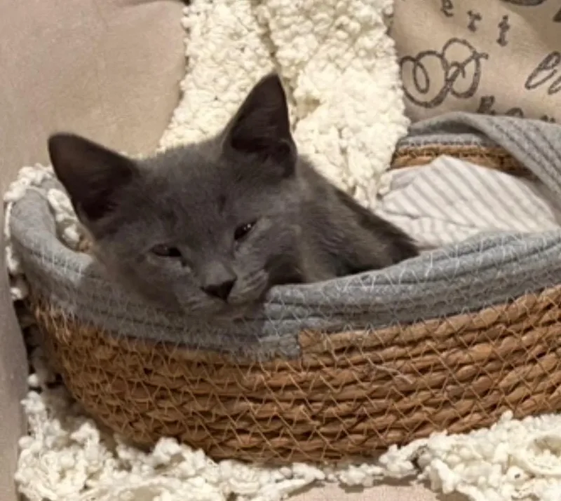 A baby small-sized female Domestic Short Hair cat named Macy Gray for adoption in New Orleans, LA