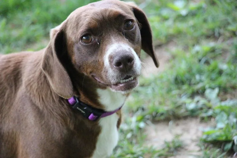 A baby medium-sized female Tricolor (Brown, Black, & White) Dachshund dog named Mothers Craving : Pastry for adoption in Aurora, IN