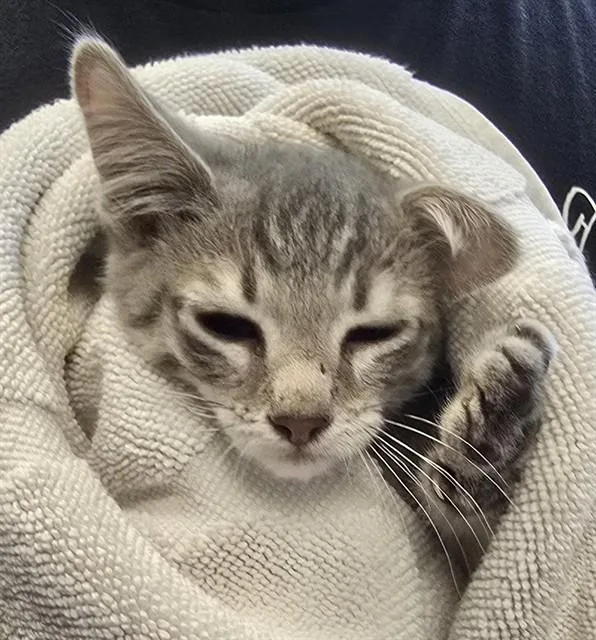 A baby small-sized male Domestic Short Hair cat named Gene for adoption in Tucson, AZ