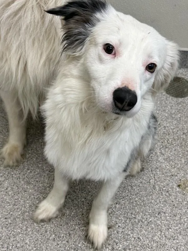 An adult medium-sized female White / Cream Australian Shepherd dog named Bonnie for adoption in Disputanta, VA