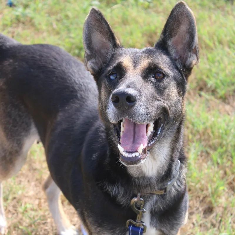 An adult medium-sized female Black German Shepherd Dog dog named Iris for adoption in Hattiesburg, MS