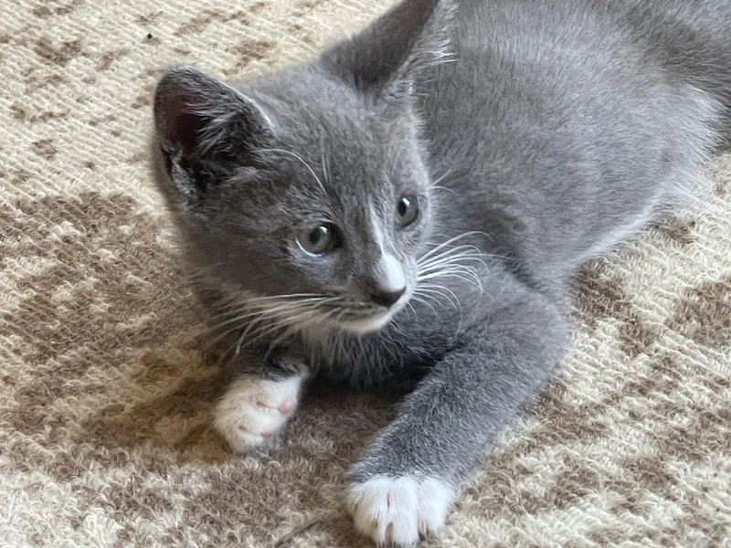 A baby medium-sized male Gray & White Domestic Medium Hair cat named Petey for adoption in Monrovia , CA