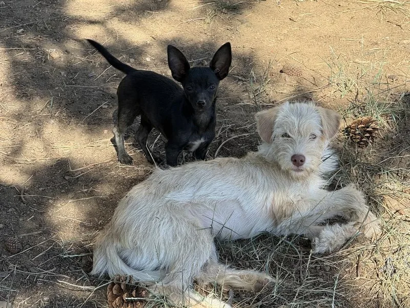 A young medium-sized female White / Cream Cairn Terrier dog named Beans for adoption in Aurora, CO