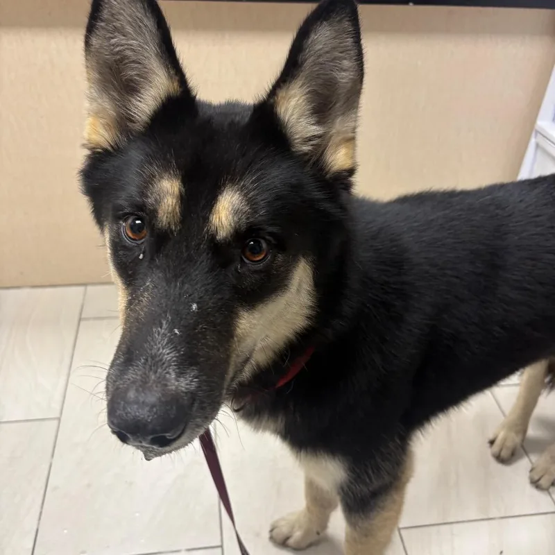 An adult medium-sized female Black Husky dog named Kira for adoption in Lufkin, TX