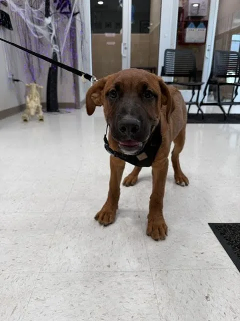 A young medium-sized male Brown / Chocolate Mixed Breed dog named Zuma for adoption in Hobbs, NM