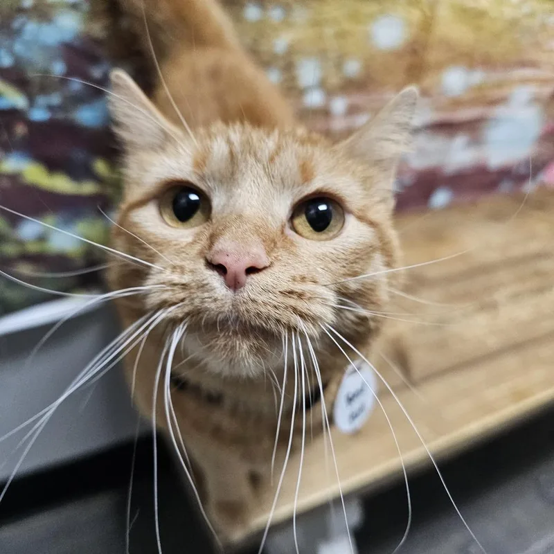 An adult medium-sized female Orange / Red Domestic Short Hair cat named Rose for adoption in Normal, IL