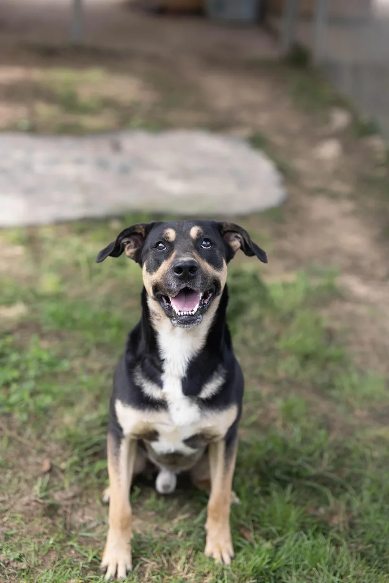 A young medium-sized male Black German Shepherd Dog dog named Ranger for adoption in Talbott, TN