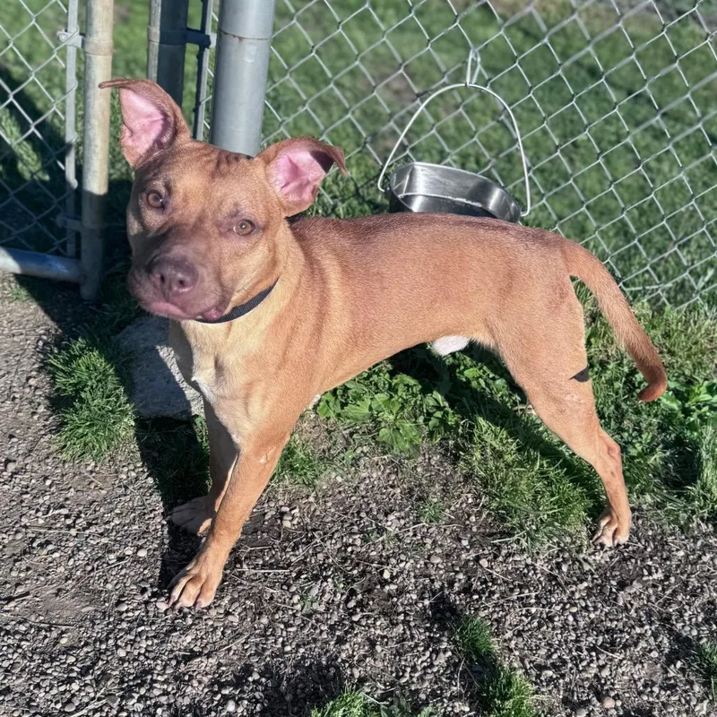 A young medium-sized male Yellow / Tan / Blond / Fawn Mixed Breed dog named Flik for adoption in Parkersburg, WV