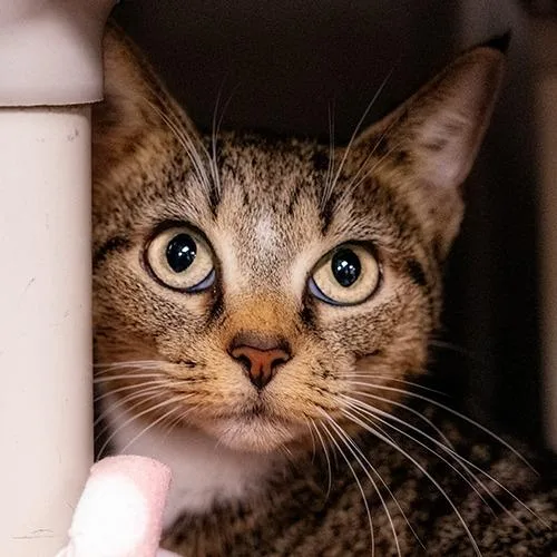 An adult small-sized female Brown / Chocolate Domestic Short Hair cat named Mimi for adoption in Brockton, MA