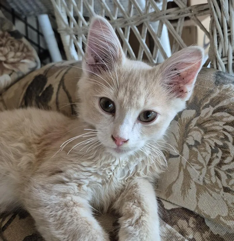 A baby small-sized male Domestic Short Hair cat named Caspian for adoption in South Bend, IN