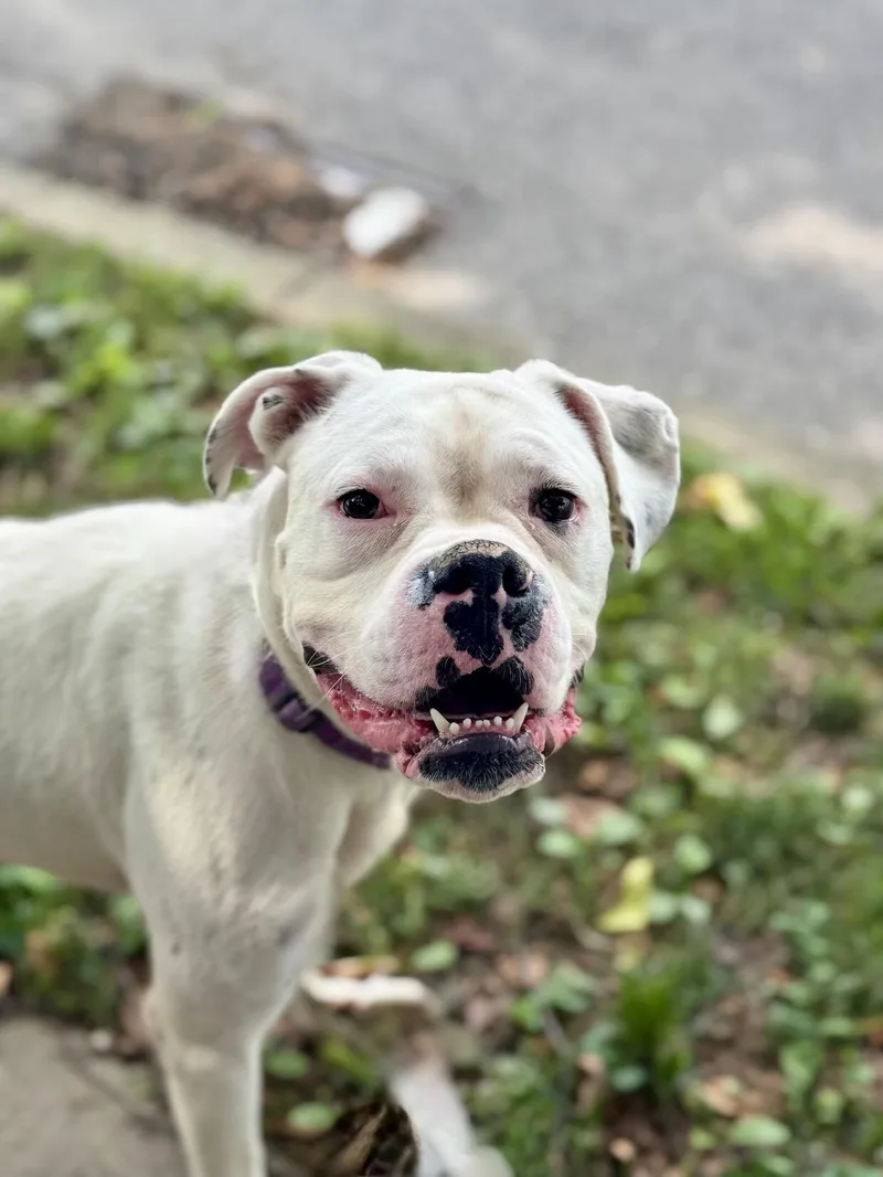 An adult large-sized male White / Cream Mixed Breed dog named Chef Boyardee for adoption in Cincinnati, OH