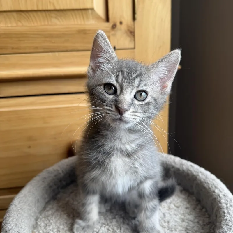 A baby medium-sized male Domestic Short Hair cat named Goose for adoption in Wadsworth, OH