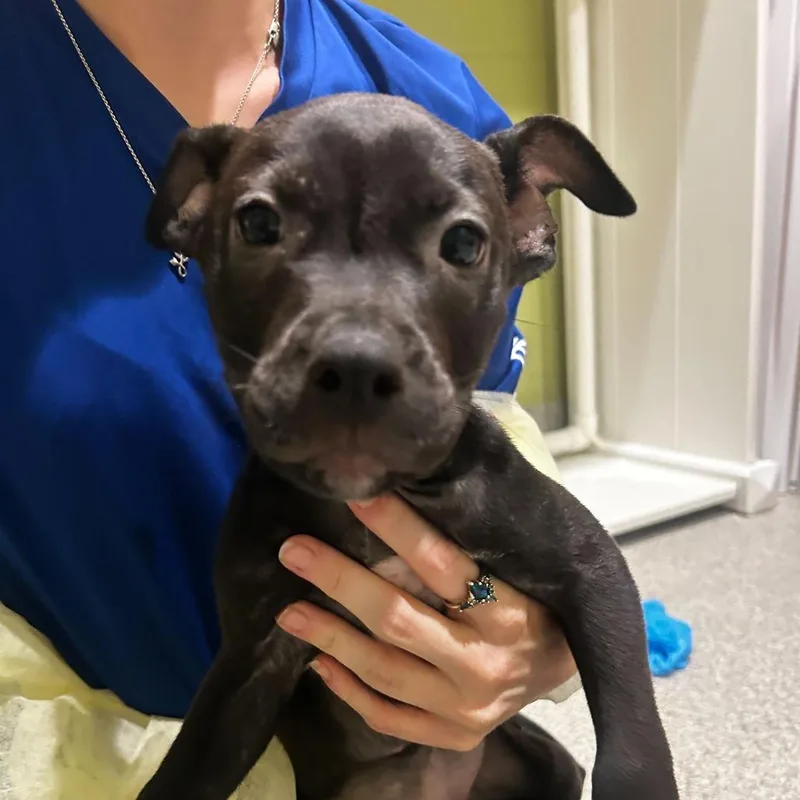 A baby small-sized male Black Mixed Breed dog named Mr. Peabody for adoption in Englewood, FL