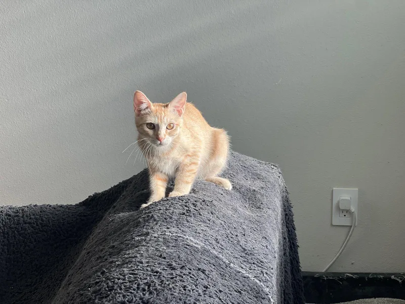 A young small-sized female Orange / Red Domestic Short Hair cat named Victoria for adoption in Phoenix, AZ