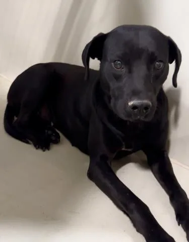 Mimi Urgent