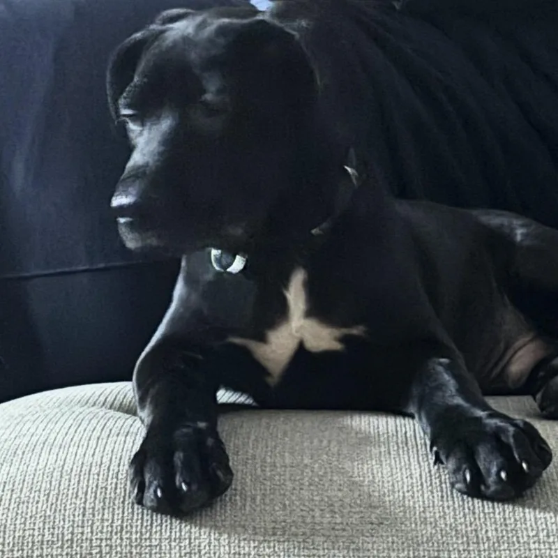 A baby large-sized male Black Labrador Retriever dog named Ron for adoption in LEMONT, IL