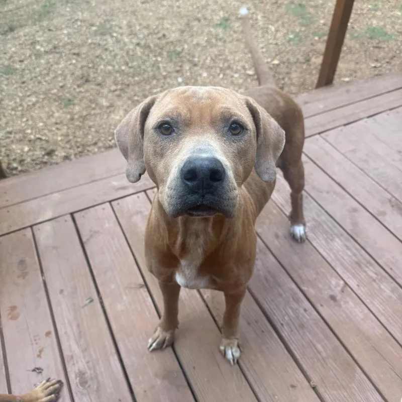An adult medium-sized female Hound dog named Marylou for adoption in East Saint Louis, IL