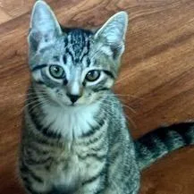 A baby medium-sized male Brown / Chocolate Domestic Short Hair cat named Rocket for adoption in Delaware, OH