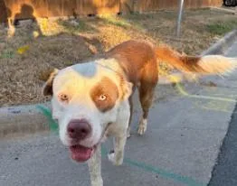 A young large-sized male American Bulldog dog named Chuck for adoption in Boulder, CO