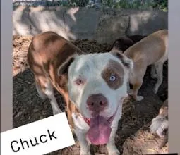 Chuck thumbnail 4