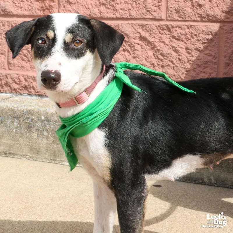 A young medium-sized female Labrador Retriever dog named Lita for adoption in Washington, DC
