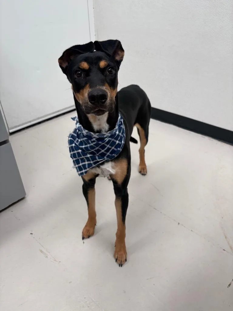 A young medium-sized female Hound dog named Drew Barrymore for adoption in Findlay, OH