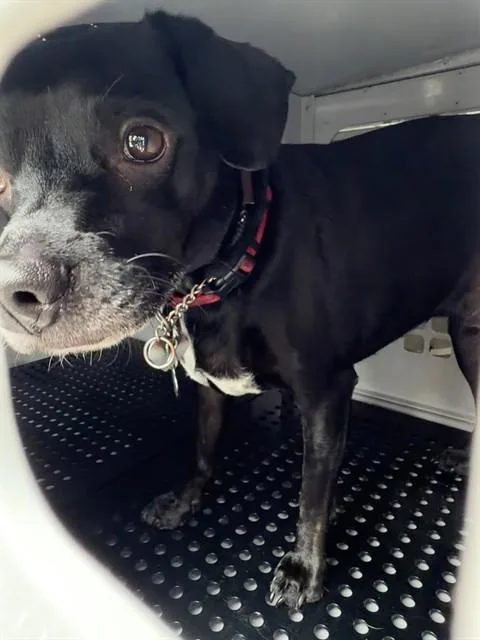 An adult medium-sized male Mixed Breed dog named Peter for adoption in Palmetto, FL