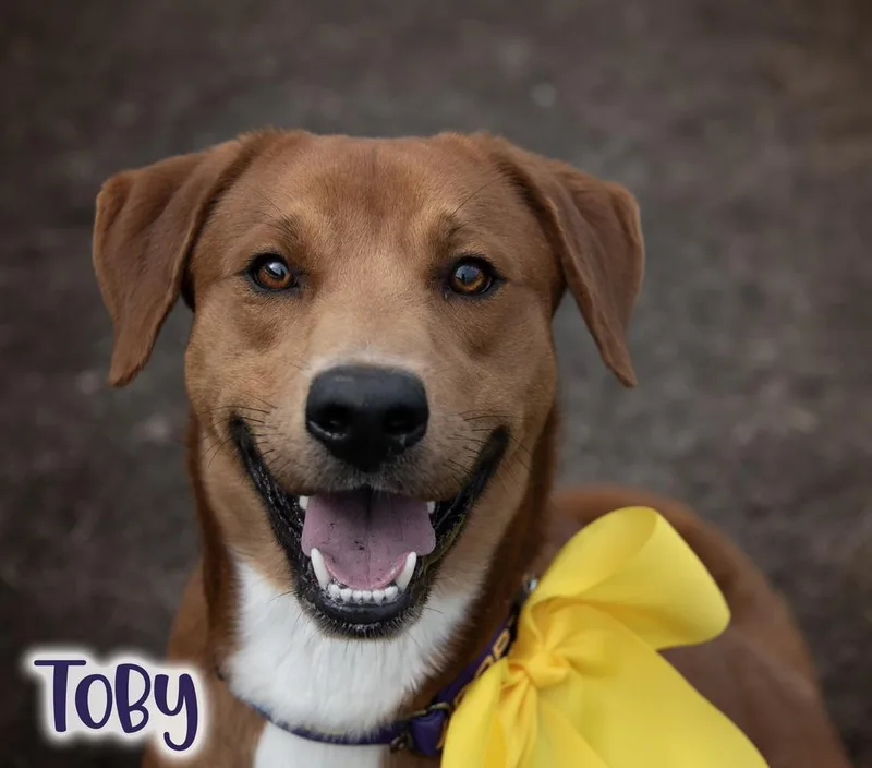 Toby