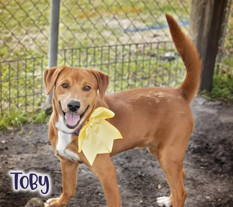 Toby thumbnail 2