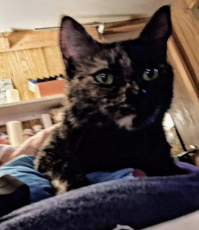 An adult large-sized female Tortoiseshell Domestic Short Hair cat named Beautiful Emma for adoption in Everett, WA