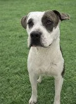 An adult large-sized male Gray / Blue / Silver American Staffordshire Terrier dog named Birk for adoption in Cibolo, TX