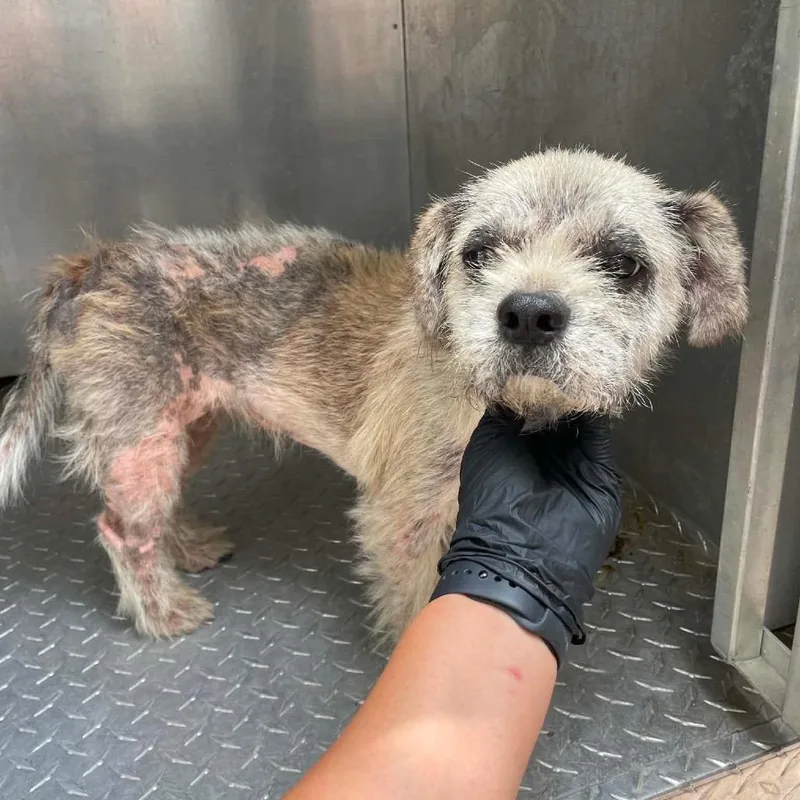 An adult small-sized female White / Cream Shih Tzu dog named Strawberry C for adoption in Allen, TX
