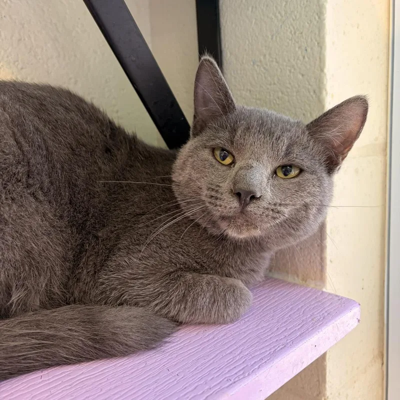 A young medium-sized male Gray / Blue / Silver Domestic Short Hair cat named Phantom for adoption in Franklin, NC