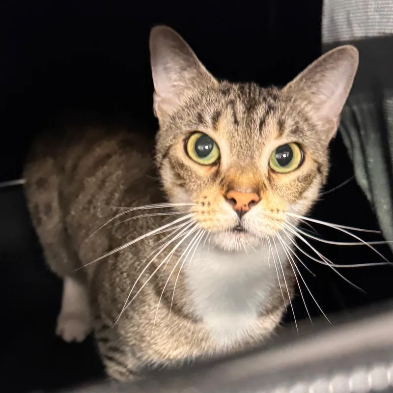 An adult medium-sized female Domestic Short Hair cat named Toni for adoption in Tampa, FL
