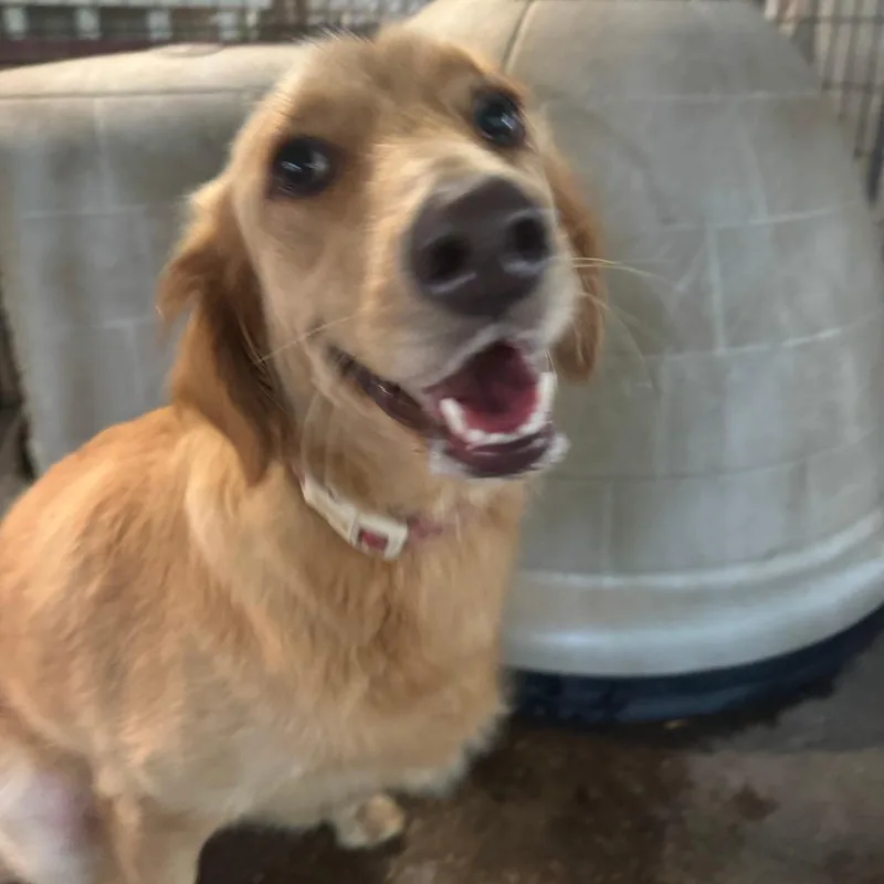 An adult medium-sized female Golden Retriever dog named Meg for adoption in Enterprise, AL