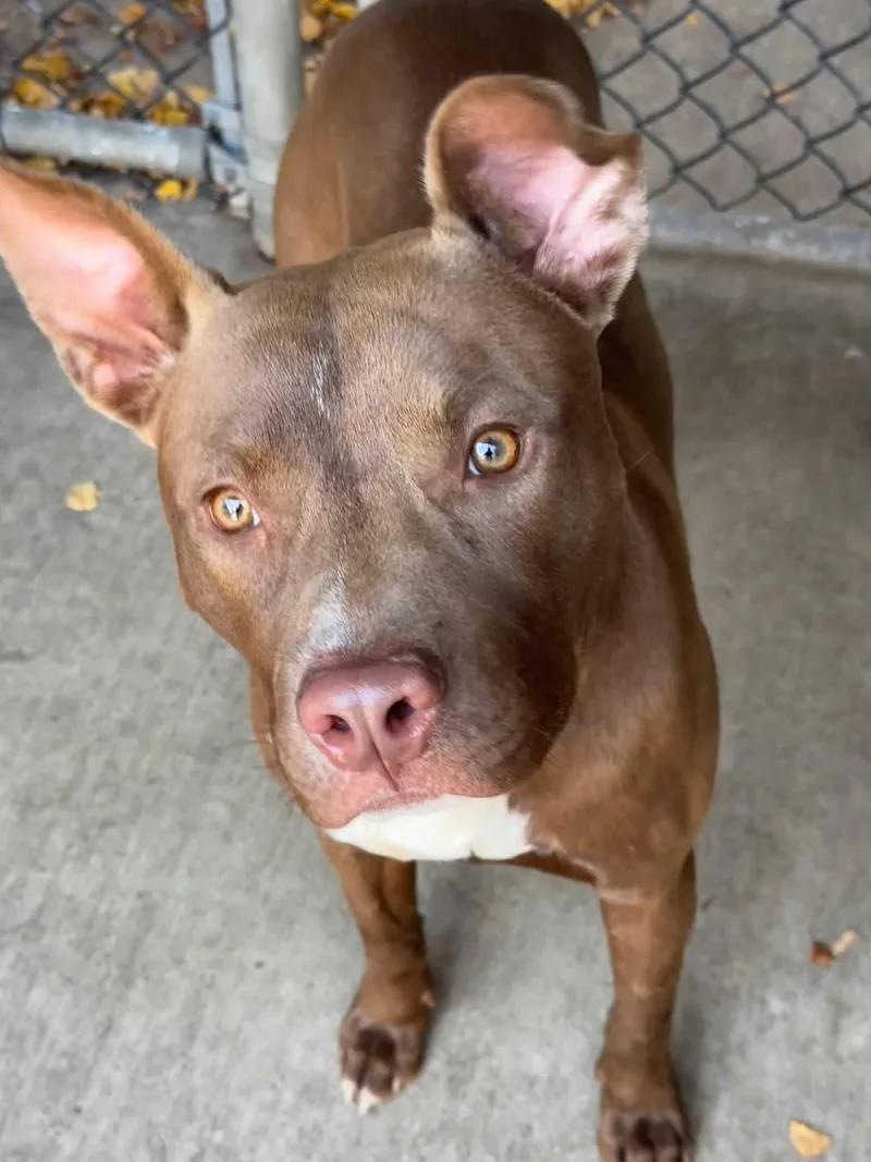 An adult medium-sized male Brown / Chocolate Pit Bull Terrier dog named Sorrel for adoption in Chicago, IL