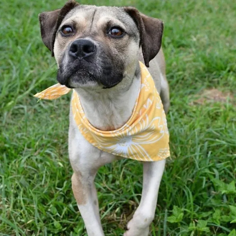 An adult medium-sized male White / Cream Black Mouth Cur dog named Jimmy Chew 💜🤍 A for adoption in Silsbee, TX