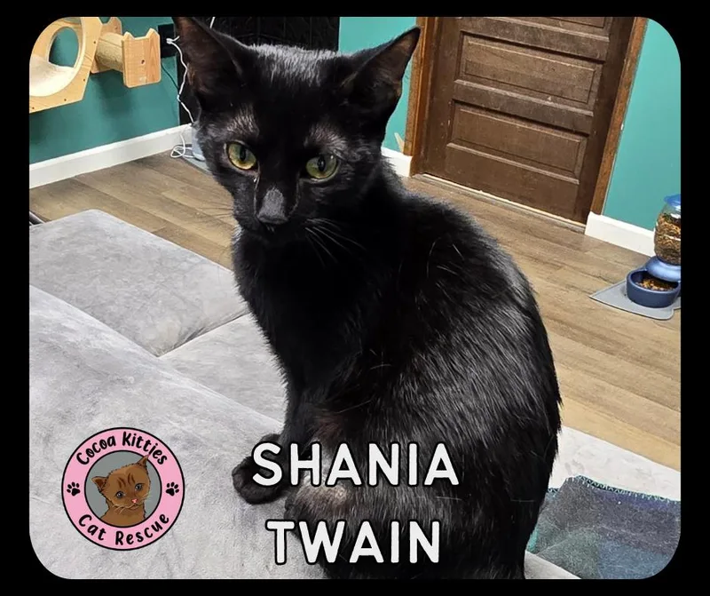 Shania Twain thumbnail 2