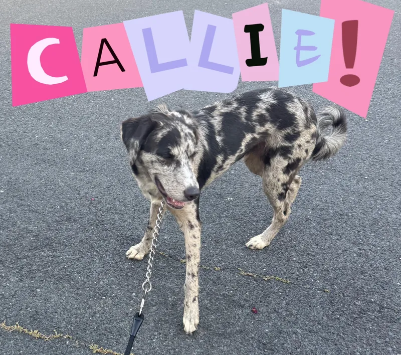An adult medium-sized female Black Catahoula Leopard Dog dog named Callie for adoption in Houston, TX
