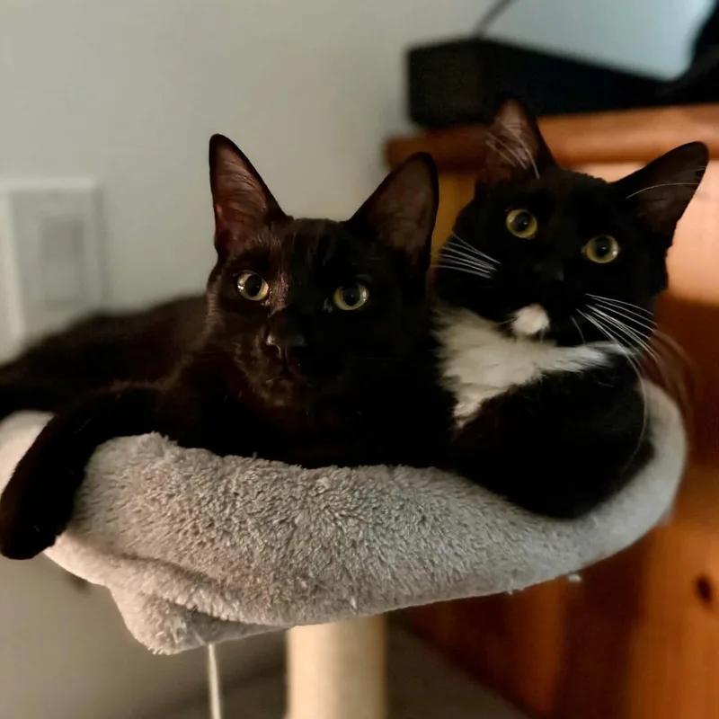 A baby small-sized female Black & White / Tuxedo Domestic Medium Hair cat named Sammy & Sophie — for adoption in Gladstone, OR