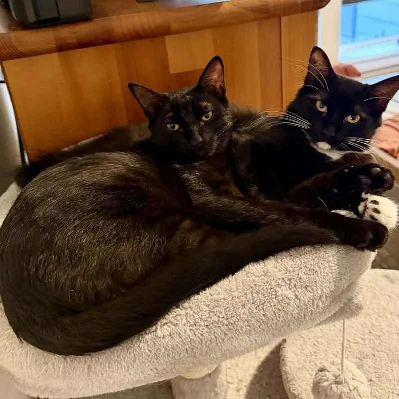 Sammy & Sophie — thumbnail 3